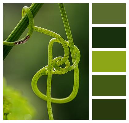 Climbing Plant Tendril Grape Vine Image